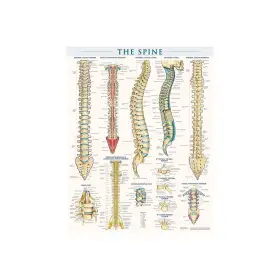 Quickstudy 9781423230755 Barcharts Inc. Spine Poster Reference Set