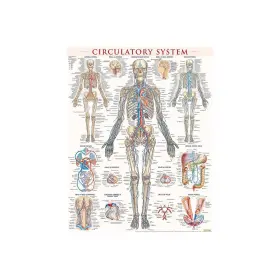 Quickstudy 9781423230786 Barcharts Inc. Circulatory Poster Reference Set