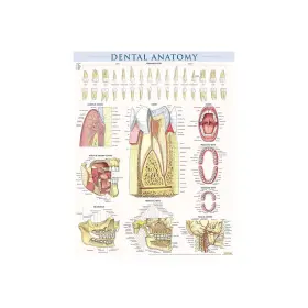 Quickstudy 9781423230793 Barcharts Inc. Dental Anatomy Poster Reference Set