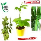 100% Natural Dried Inulin Plant Leave Organic Herbal Tea Good For Health New. Price: $11.00.